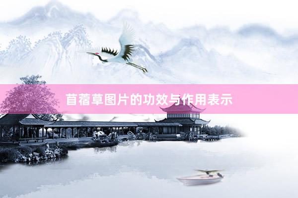 苜蓿草图片的功效与作用表示